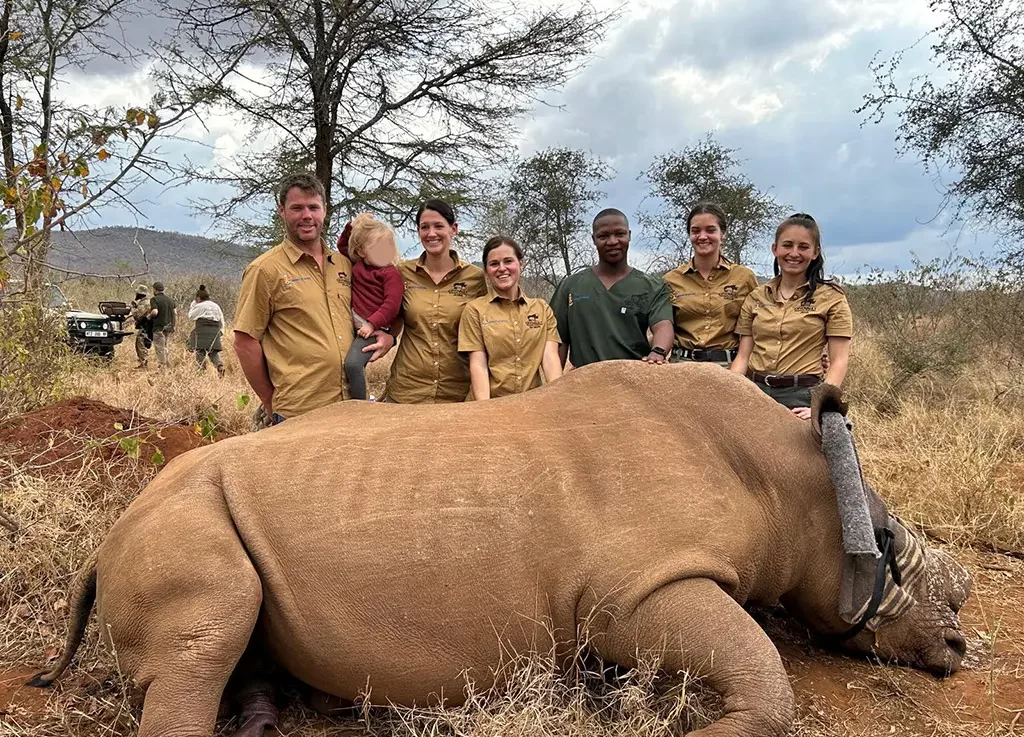 rhinos embryo transfer