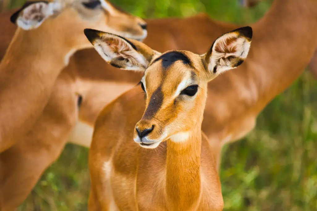 Impala Serengeti tourism