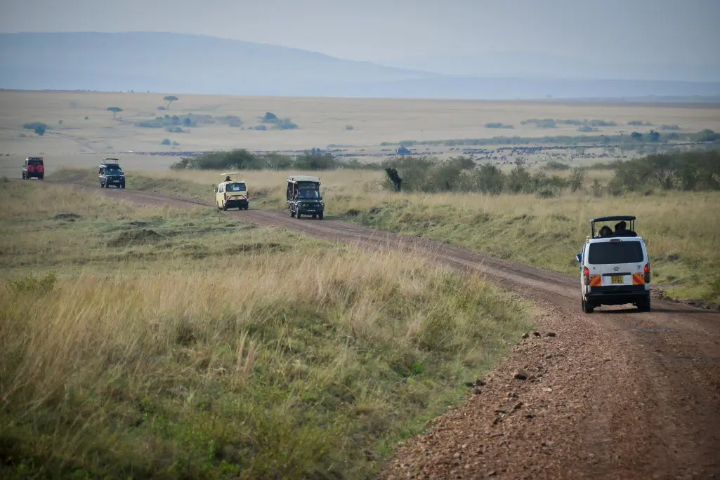 Impala Serengeti tourism