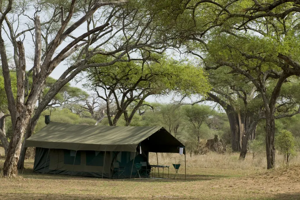 Impala Serengeti tourism