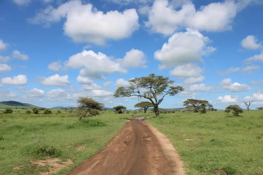 Impala Serengeti tourism