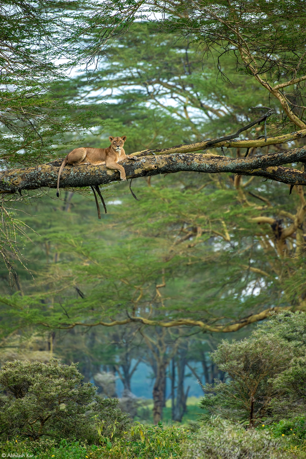 Africa Geographic Photographer of the year 2026