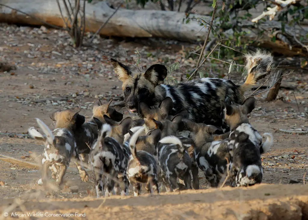 cooperative breeding