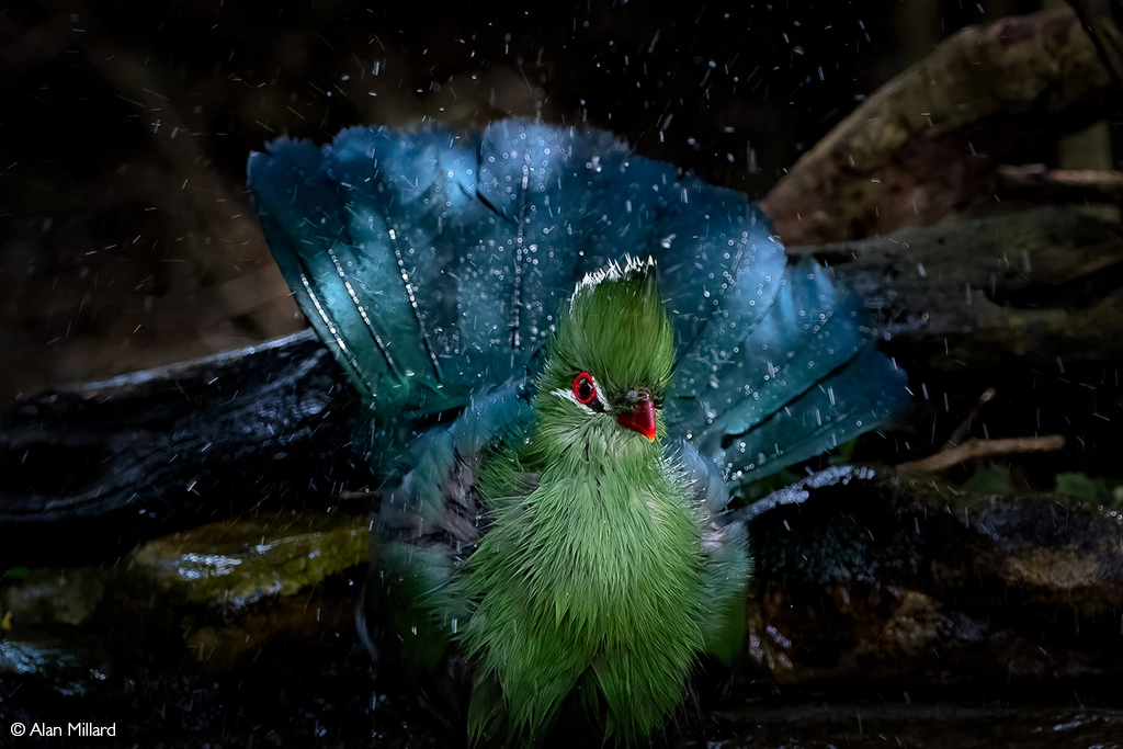 Photographer of the Year