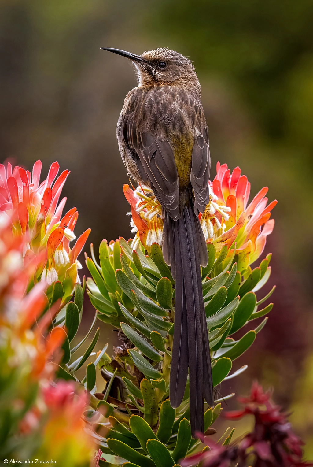 Photographer of the year 2026