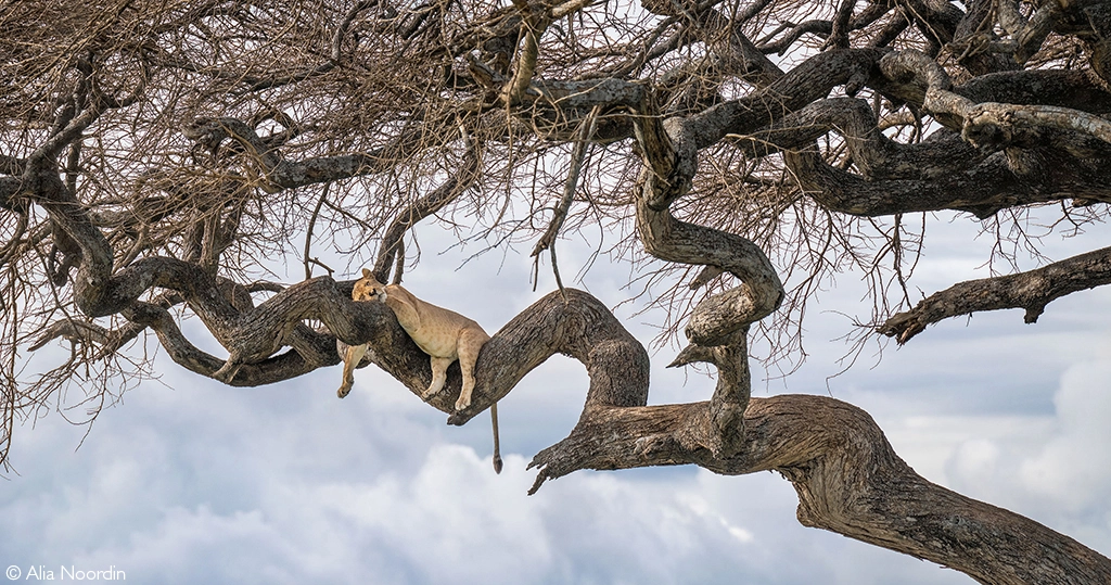 Africa Geographic safari