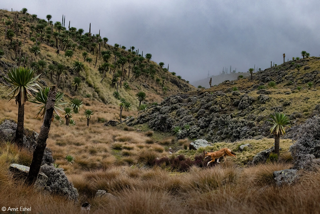 Africa geographic photographer of the year 2026