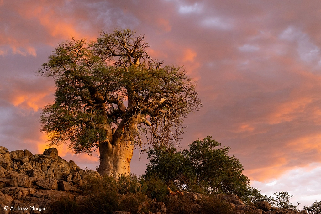 Africa Geographic safari