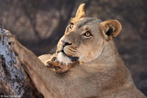 Photographer of the Year