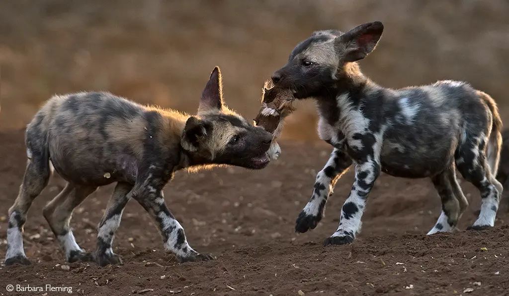 wild dogs