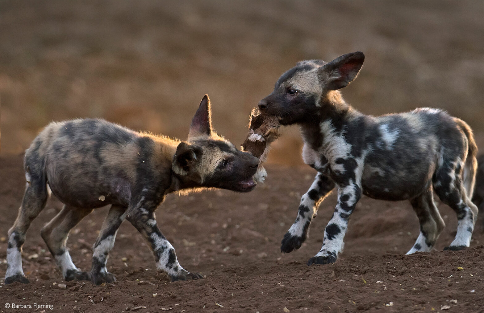 wild dogs