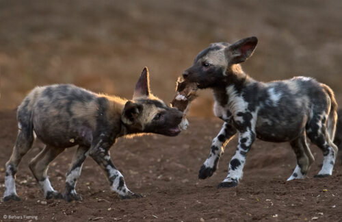 wild dogs