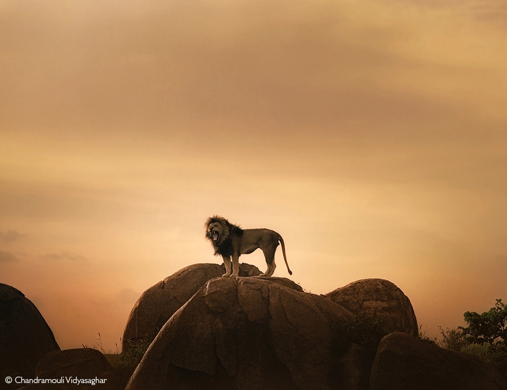 Africa Geographic Photographer of the Year 