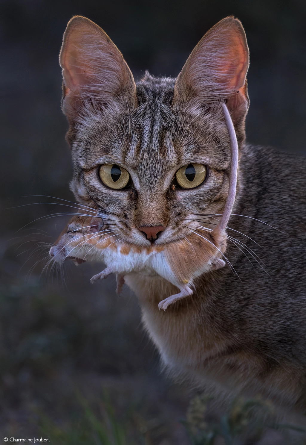 Photographer of the year 2026