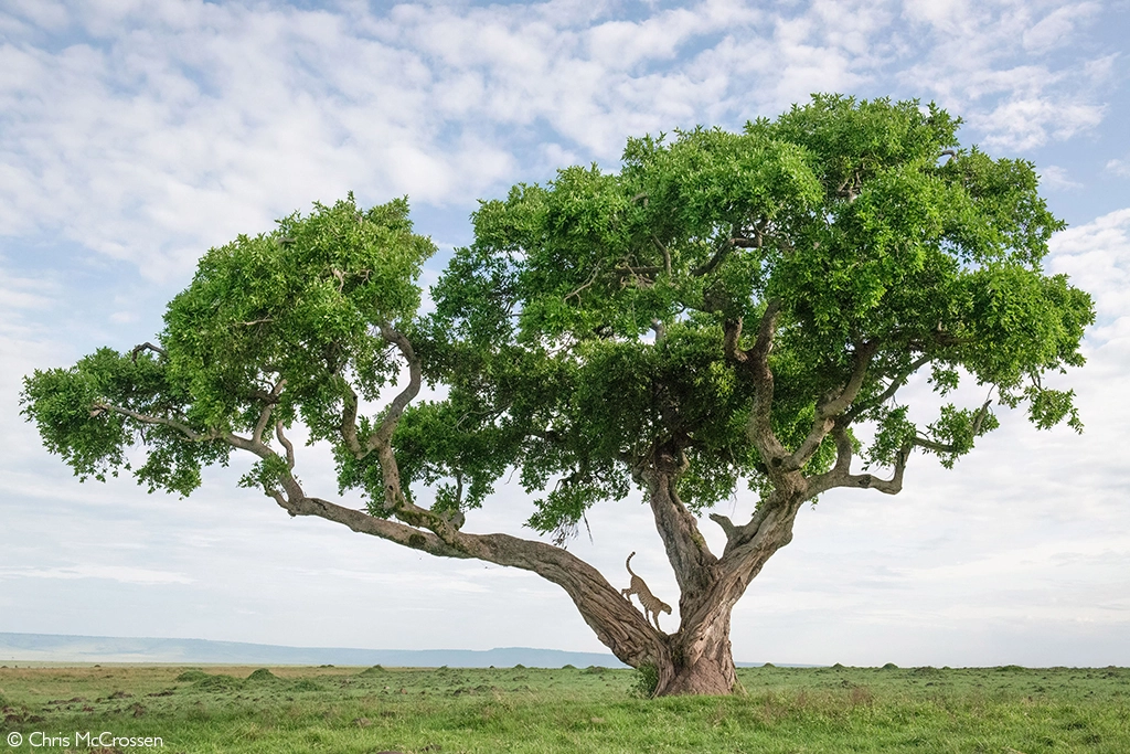 Photographer of the Year
