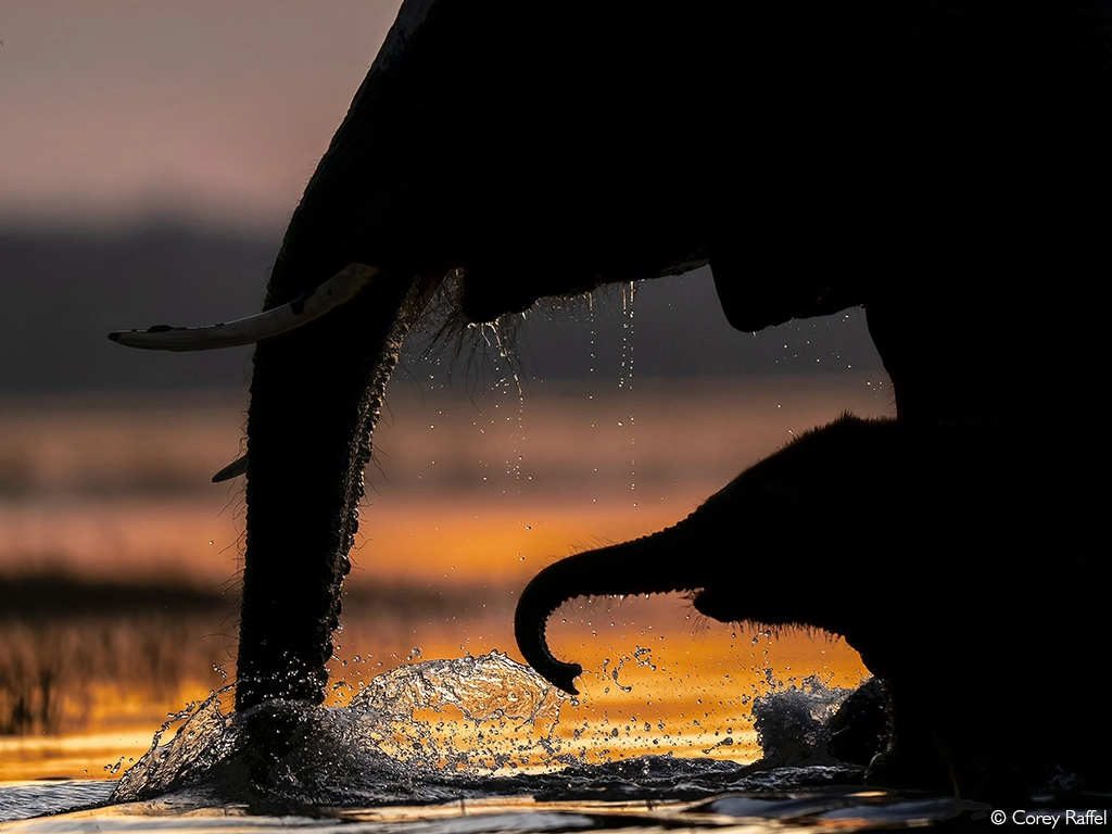 Photographer of the Year