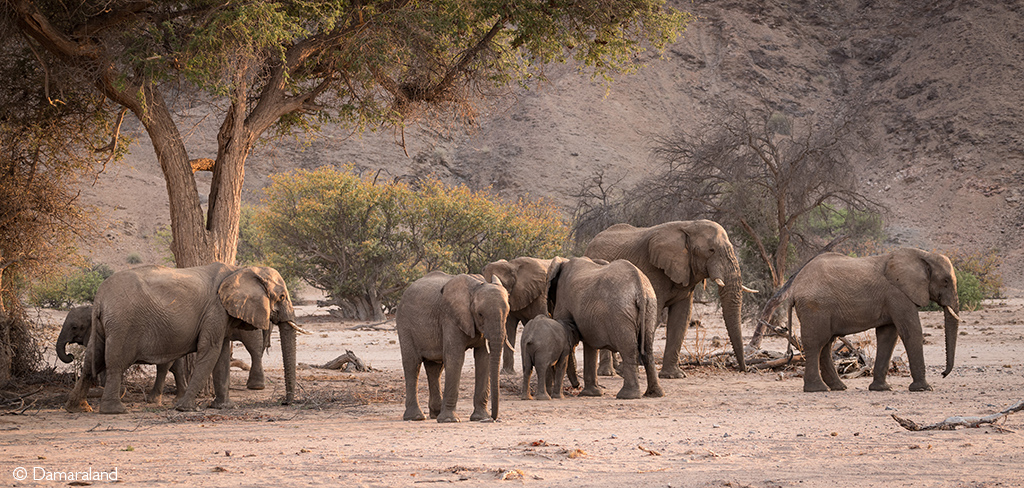 Elephants in Damaraland