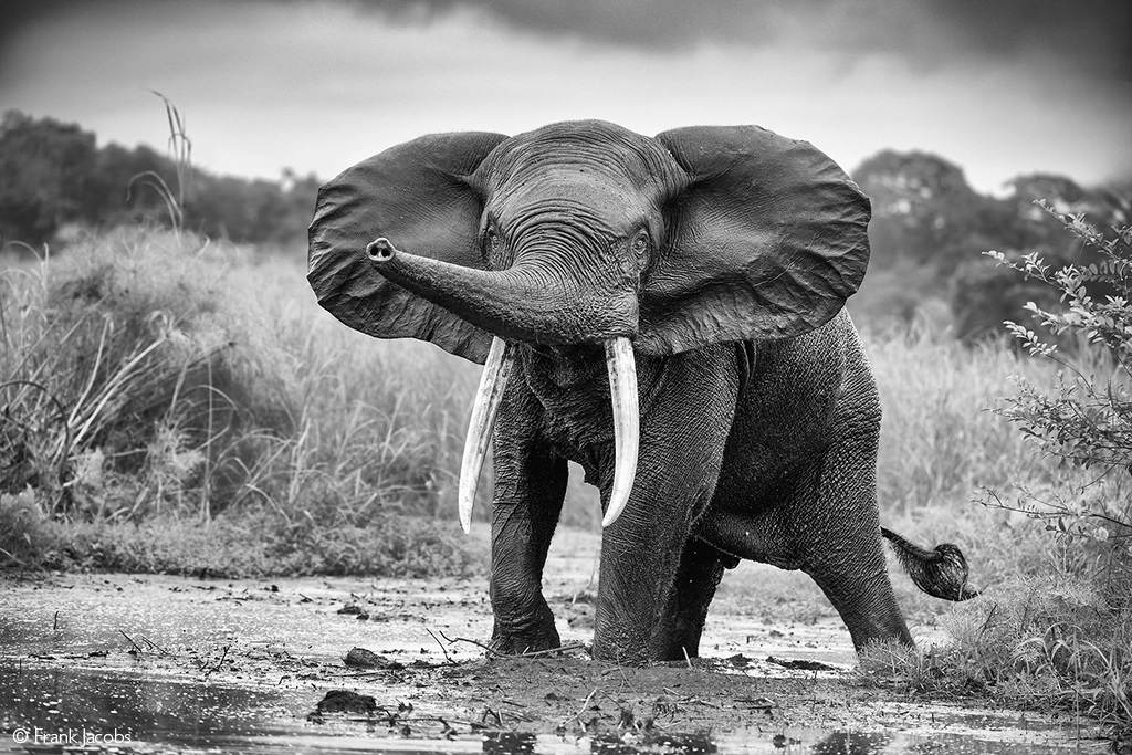 Africa Geographic safari