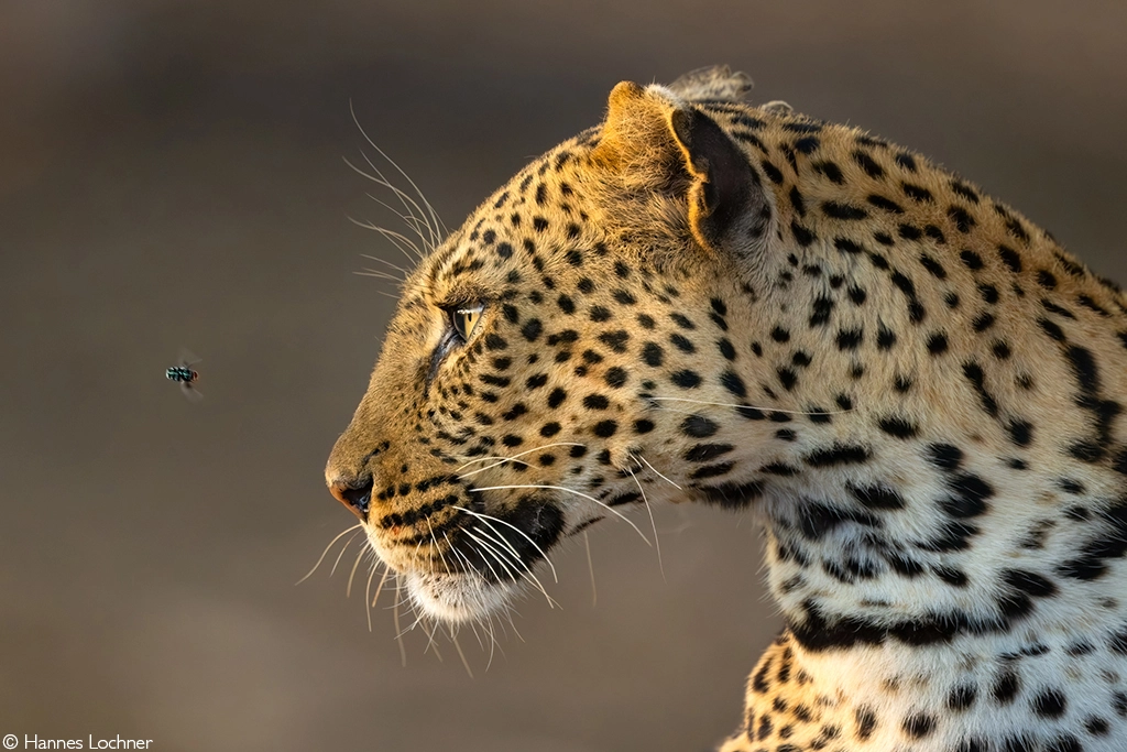 Africa geographic photographer of the year 2026