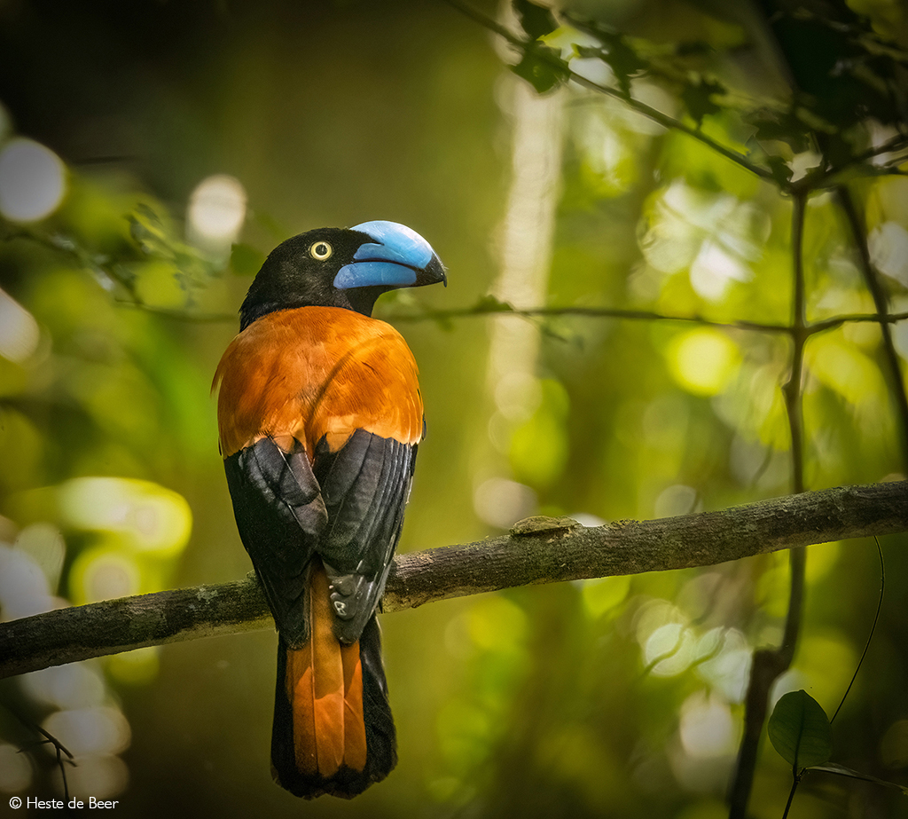 Africa Geographic Photographer of the Year 2026