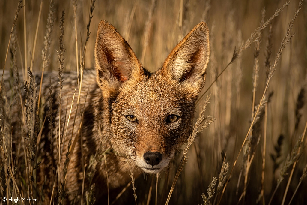 Photographer of the year 2026