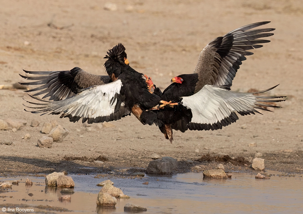 bateleur