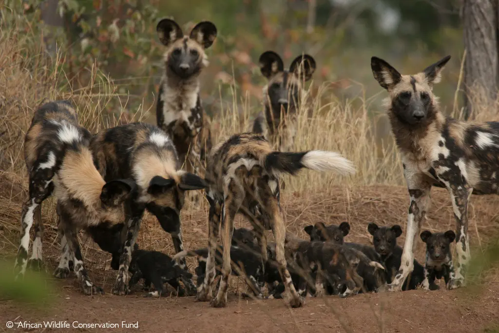 wild dogs