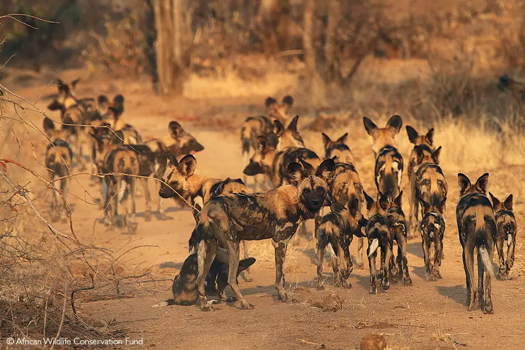 African wild dogs