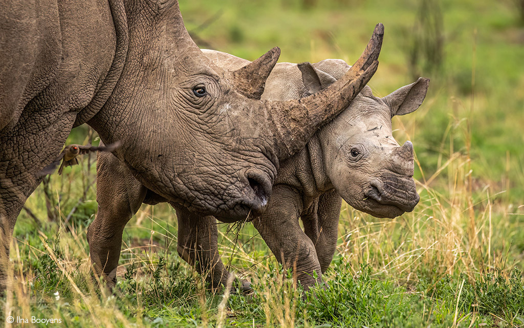 rhinos embryo transfer