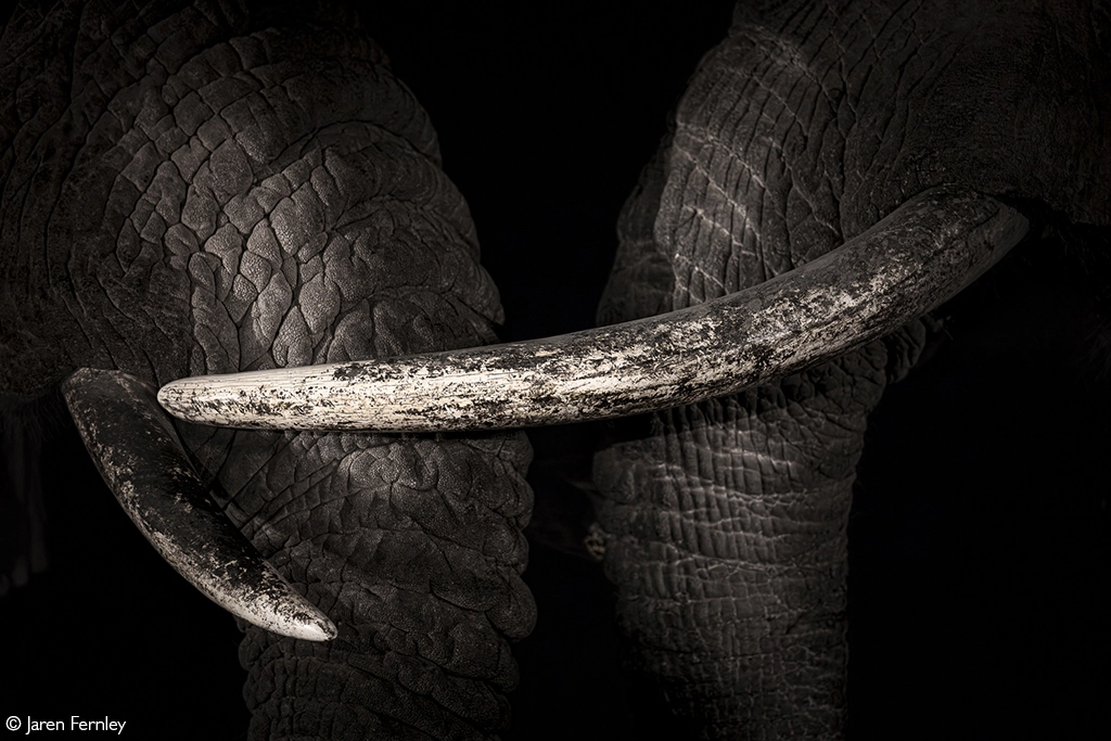 Africa Geographic Photographer of the year 2026