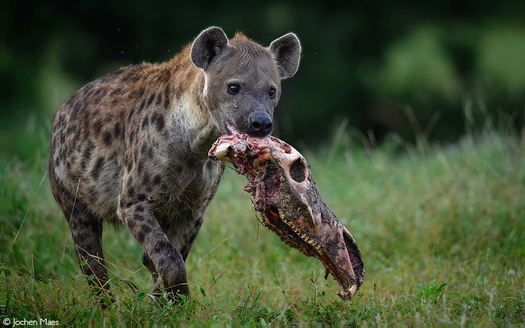 hyena