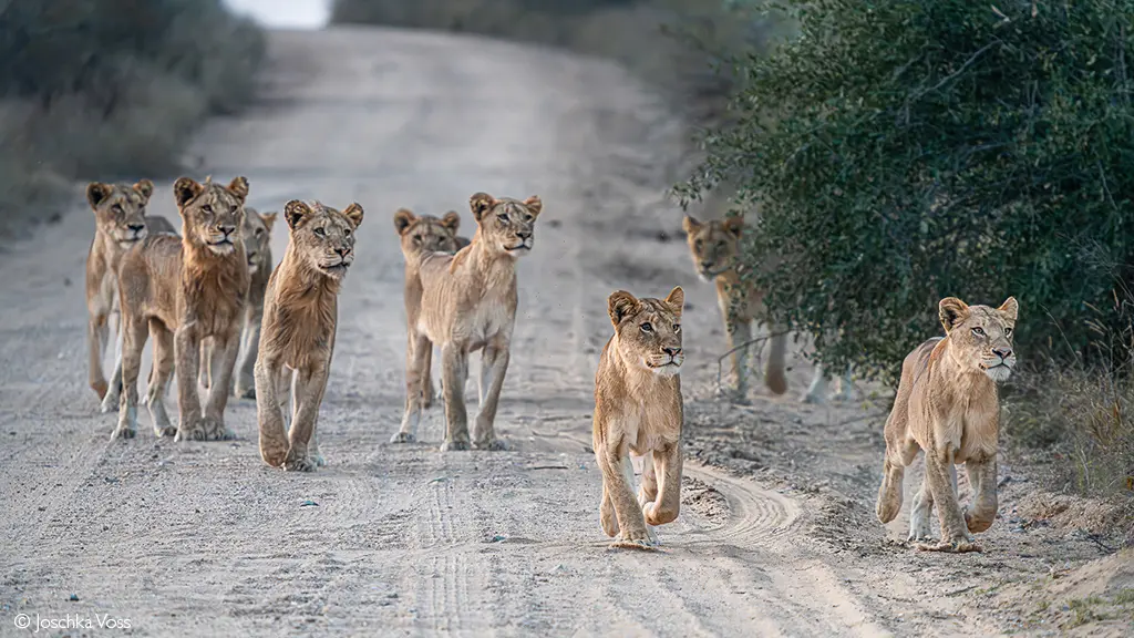 Lions in Kruger
