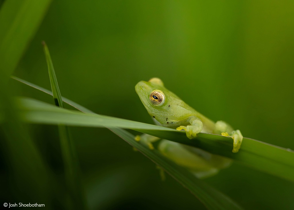 Africa Geographic safari