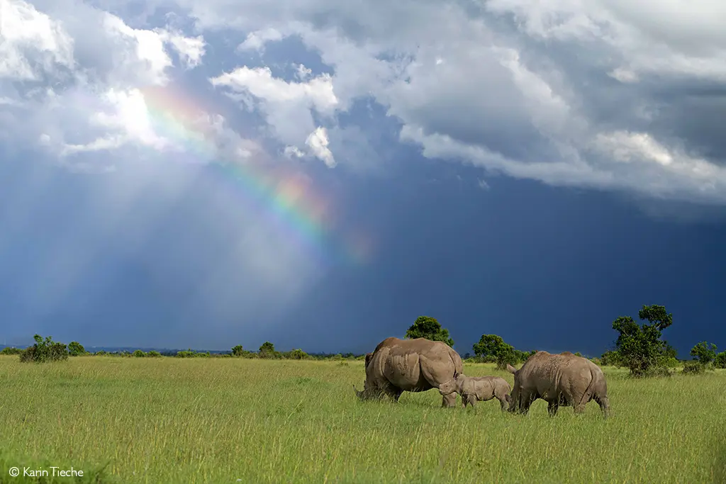 Karein Tieche rhinos