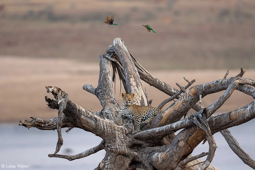 Africa Geographic Photographer of the year 2026