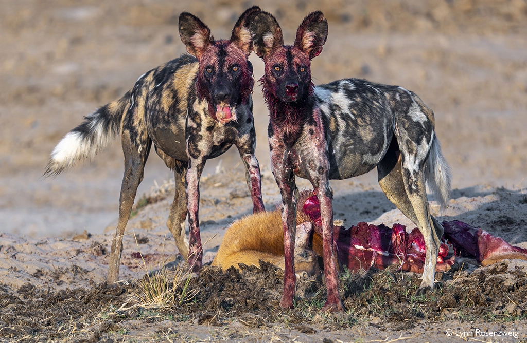 Africa Geographic Photographer of the Year