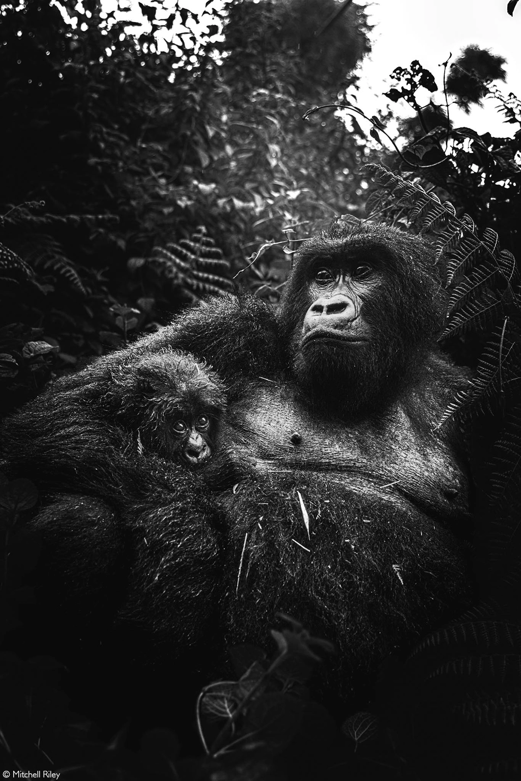 Africa Geographic safari