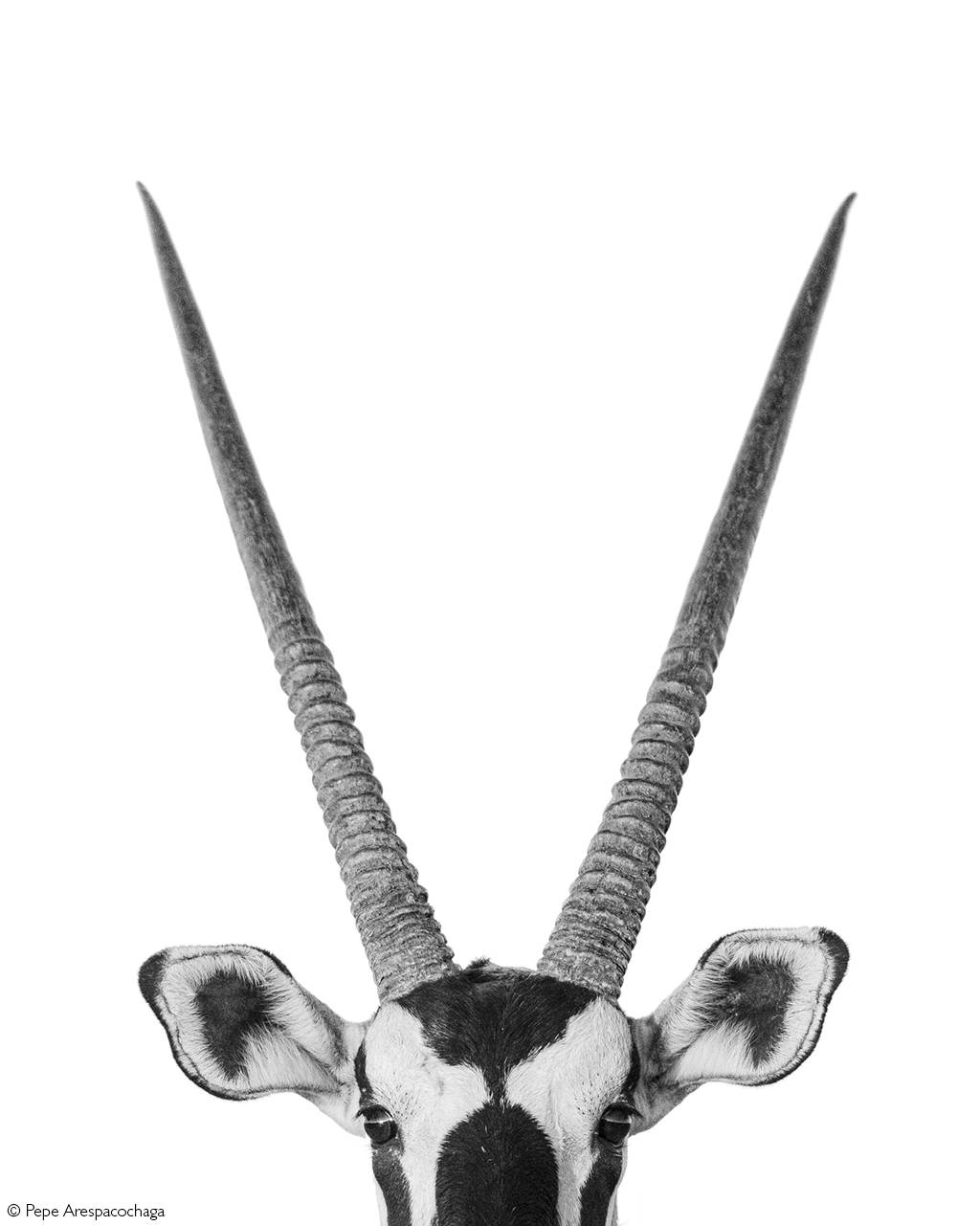 Photographer of the Year 2026