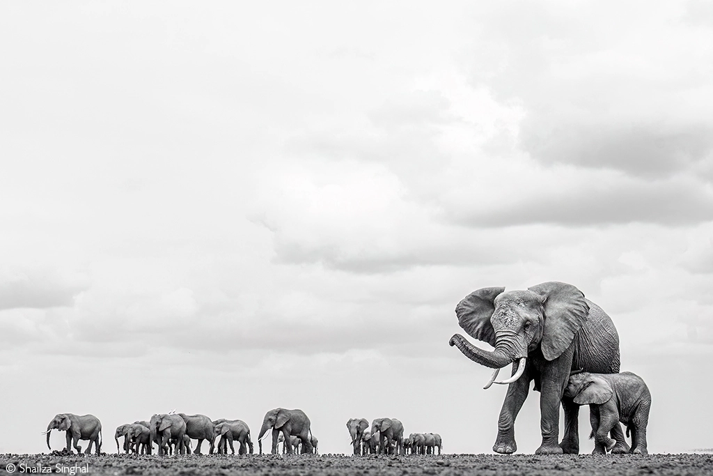 Photographer of the Year