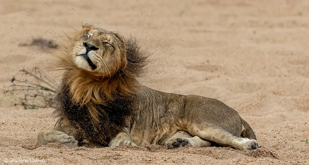 Kruger lion population