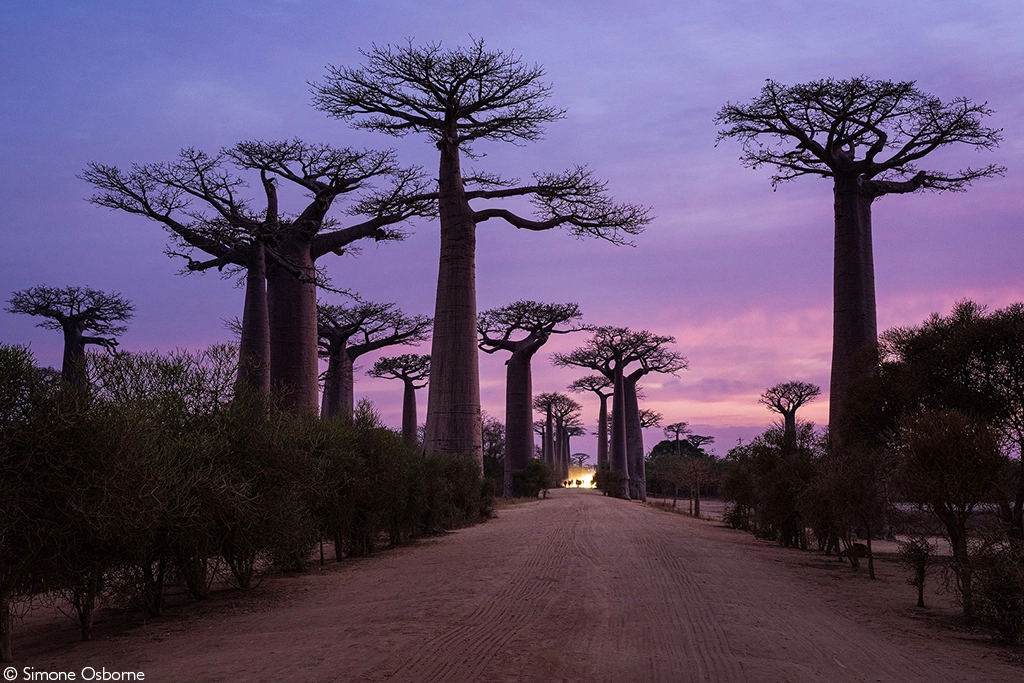 Africa Geographic safari