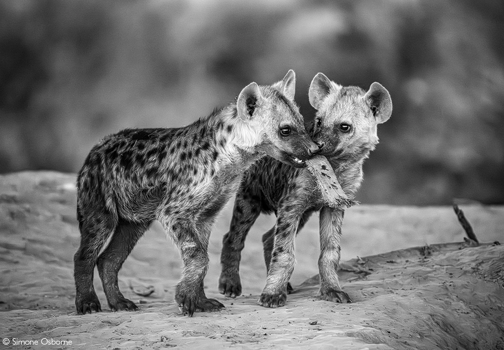 Africa Geographic Photographer of the year 2026