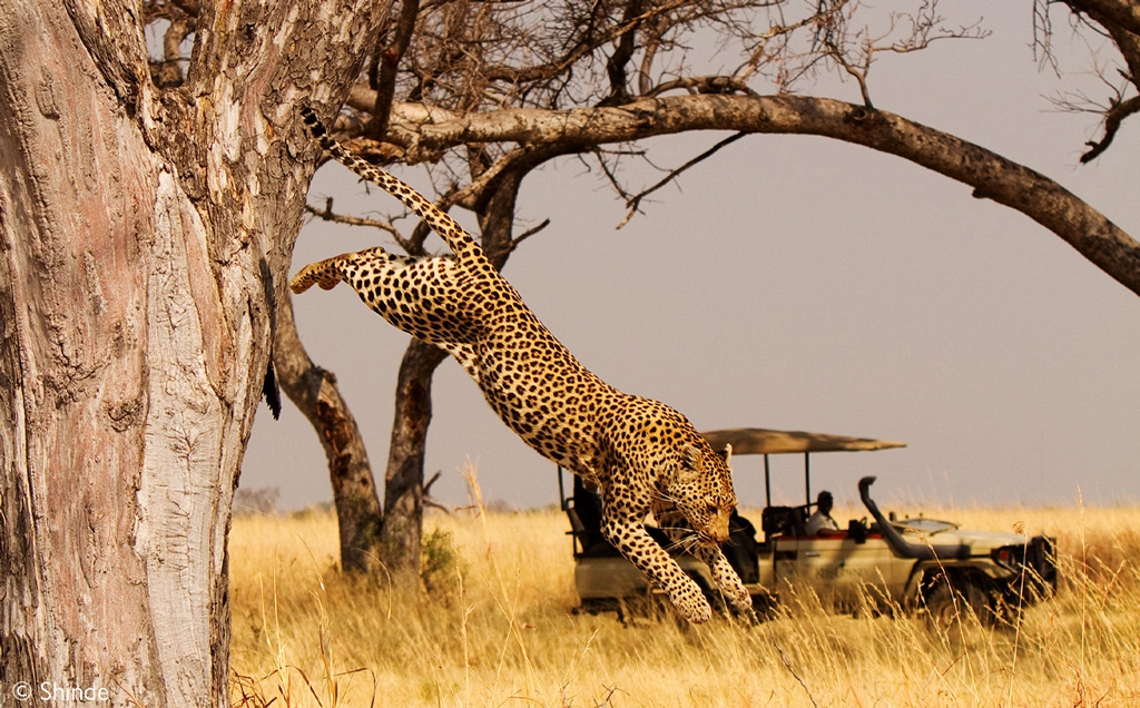 African safari