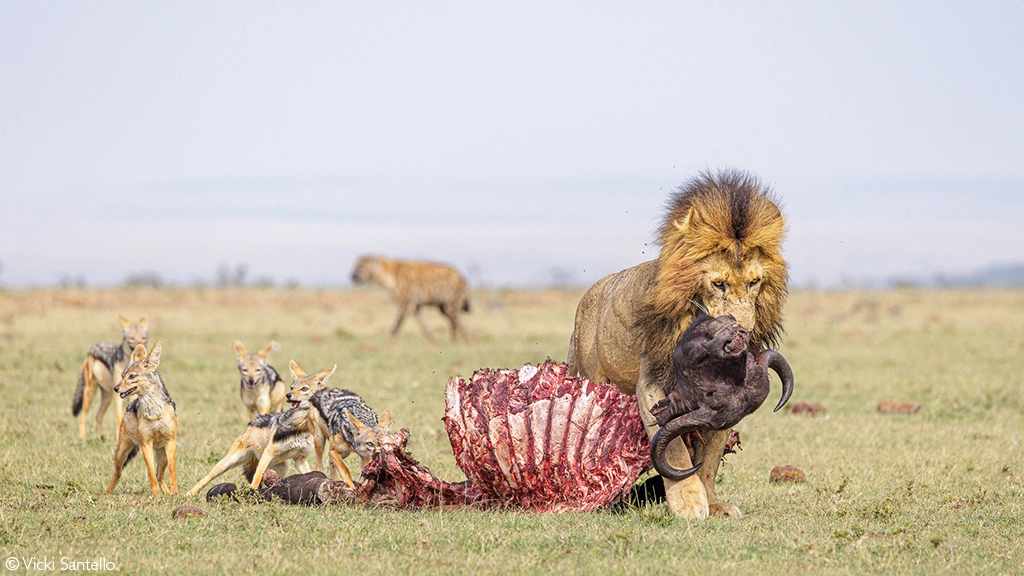 Africa Geographic safari