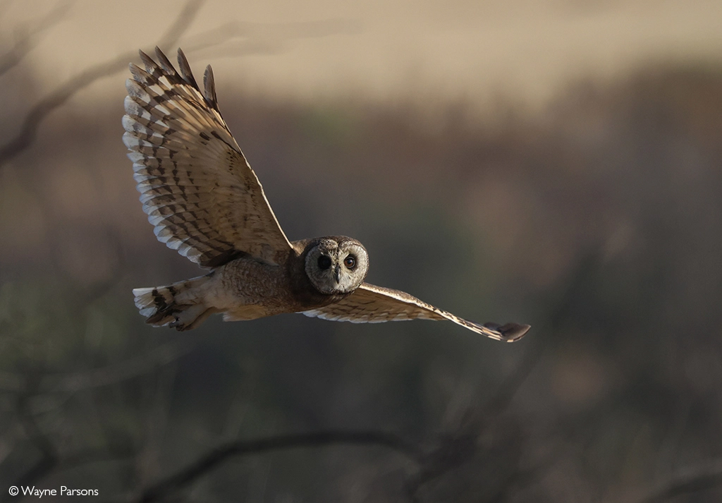 Africa Geographic safari