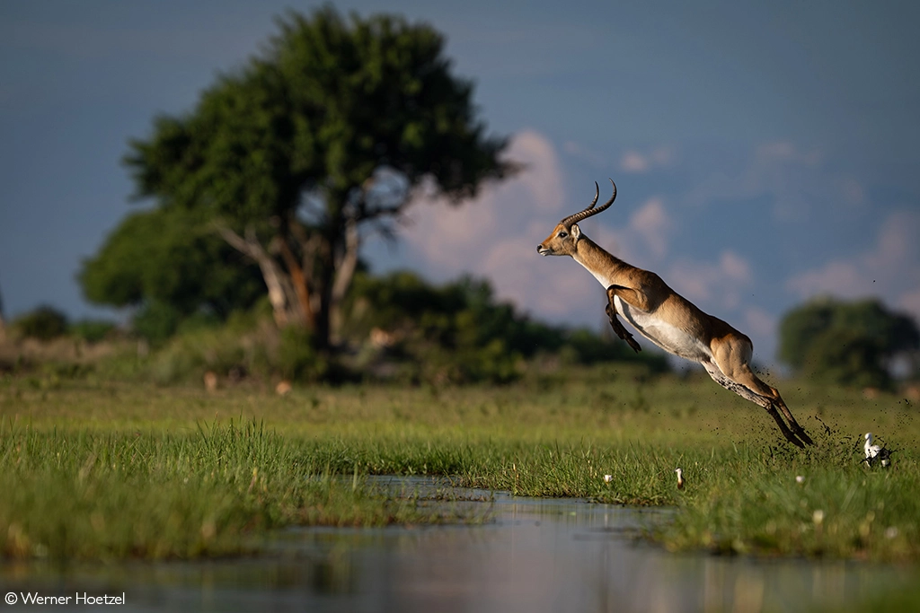 Africa Geographic safari