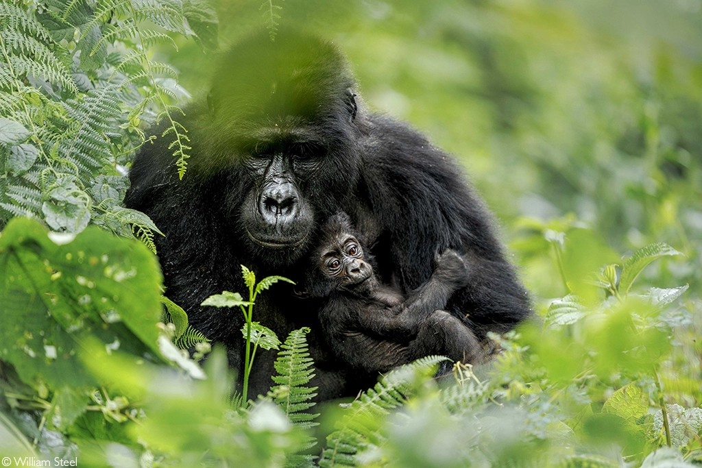 Africa geographic photographer of the year 2026