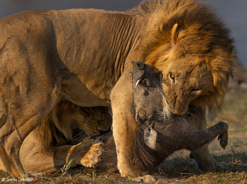 Africa Geographic Photographer of the Year