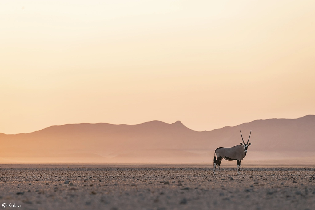 Namibia safari