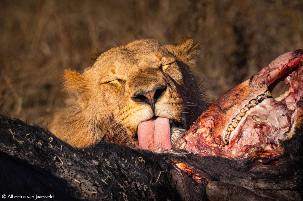 Photographer of the year 2026